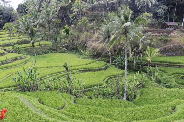 Una bellissima vista di Tegalalang situata a Ubud Bali Indonesia