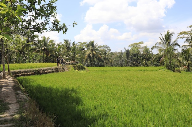 Una bellissima vista di Tegalalang situata a Ubud Bali Indonesia