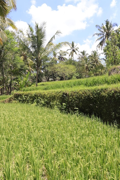 Una bellissima vista di Tegalalang situata a Ubud Bali Indonesia