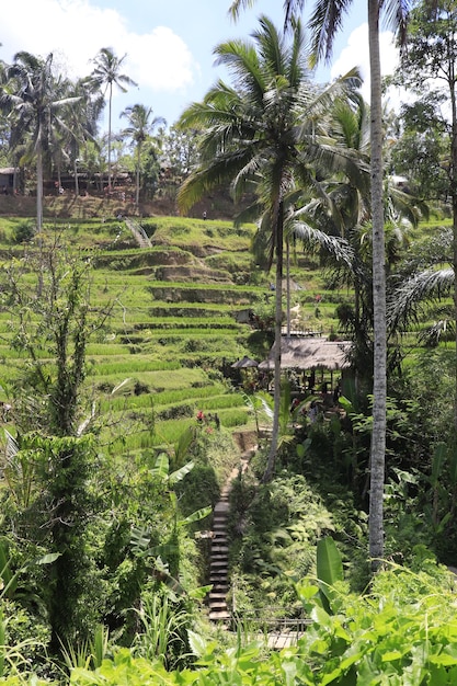 Una bellissima vista di Tegalalang situata a Ubud Bali Indonesia