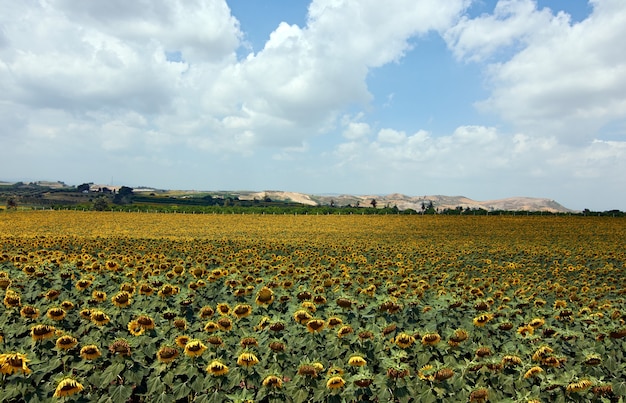 Una bellissima vista di un campo di girasoli con uno sfondo di montagna sotto un cielo nuvoloso