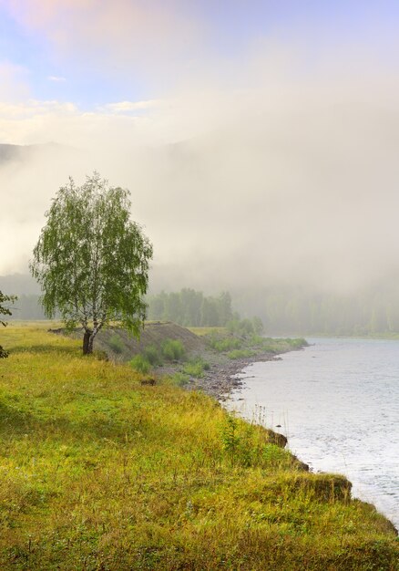 Una betulla su una scogliera verde ricoperta di erba, un fiume nella nebbia. Altai, Siberia, Russia