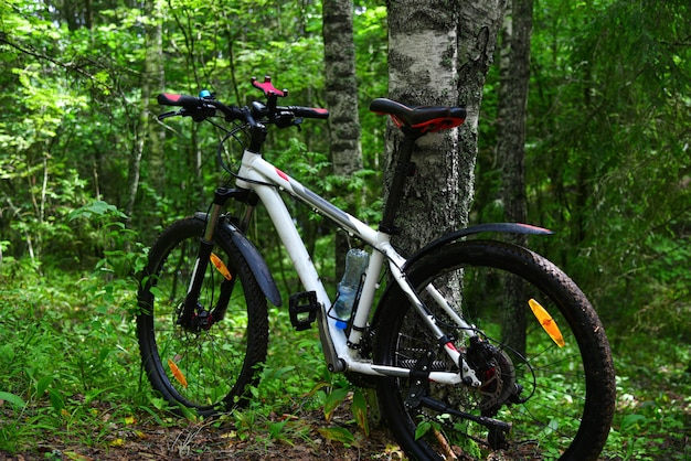 Una bicicletta senza un uomo in una foresta verde