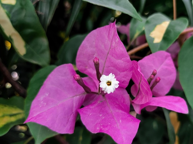 Una bouganville viola con un centro bianco e un piccolo fiore bianco.