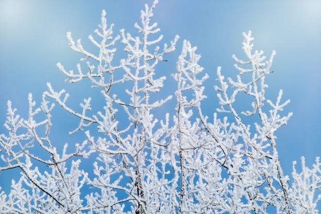 Una brina bianca sui rami di un albero in una gelida giornata invernale. Sfondo invernale con morbida messa a fuoco sfocata.