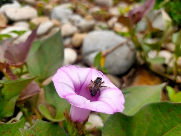 una buona ape prende il miele nei fiori