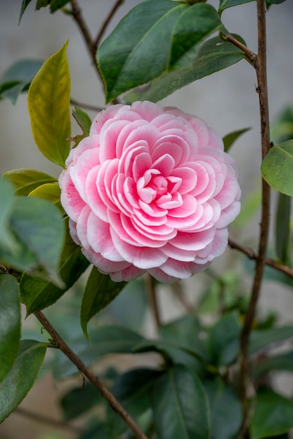 Una camelia in fiore