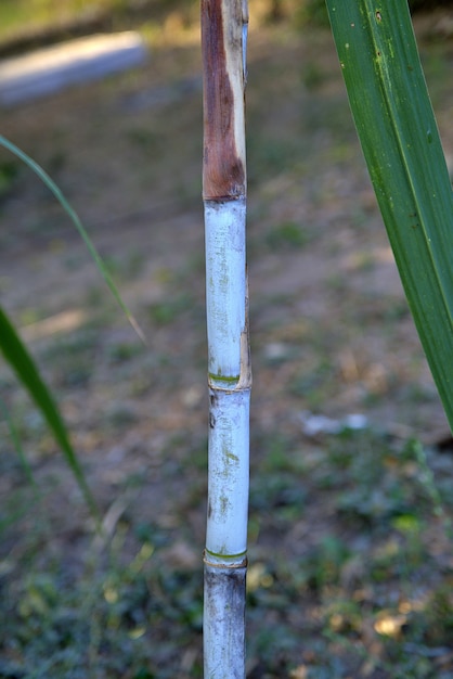 Una canna da zucchero piantata per produrre zucchero e cibo con sfondo sfocato