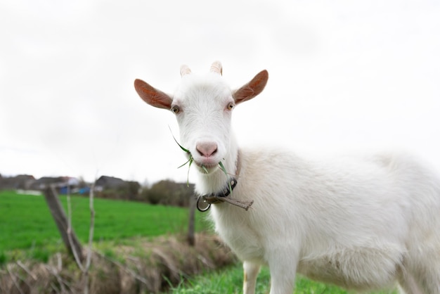 Una capra bianca sta masticando erba Animale domestico carino Foto di alta qualità