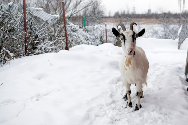 Una capra cammina nella neve