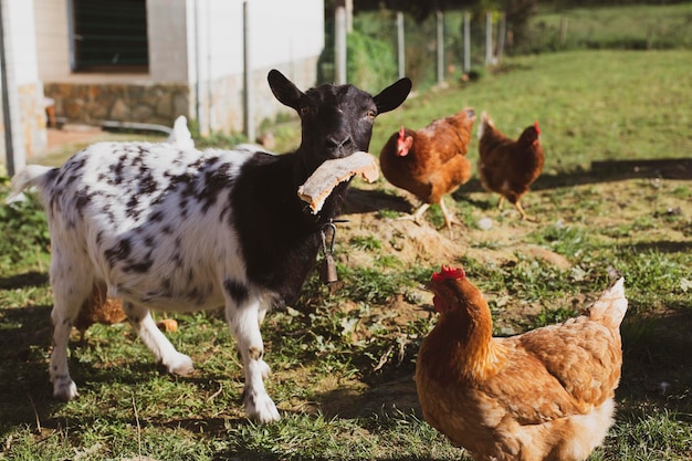 Una capra che mangia pane e galline