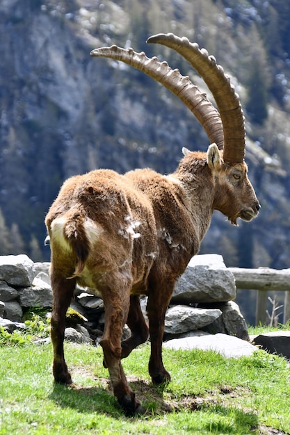 Una capra con le corna si trova in un campo