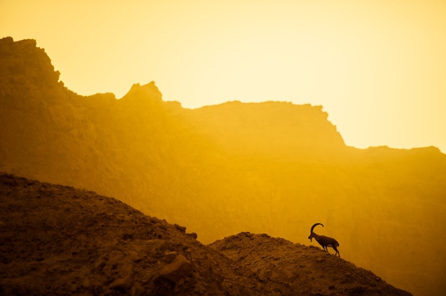 Una capra di montagna sulle pendici di una montagna nel deserto israeliano.