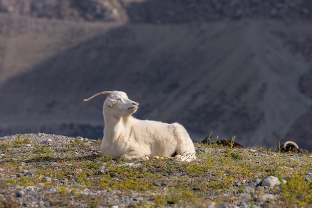 Una capra domestica bianca sta riposando e crogiolandosi al sole su una roccia