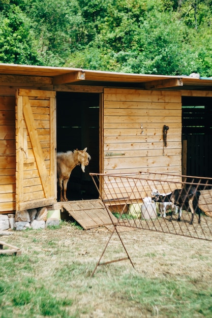 Una capra fa capolino da un paddock in un allevamento di capre