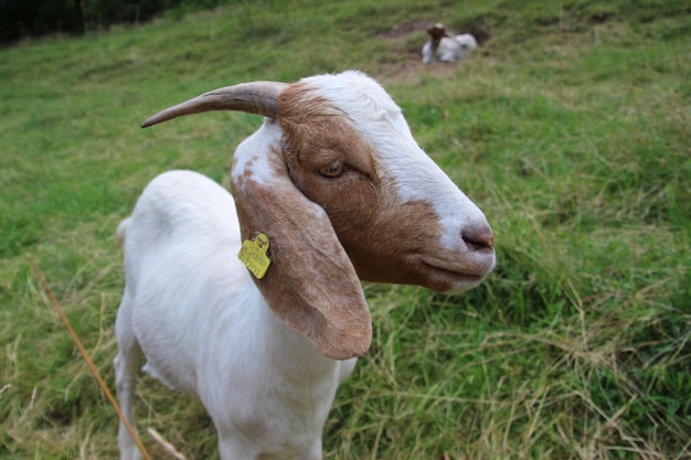 Una capra in piedi su un campo erboso