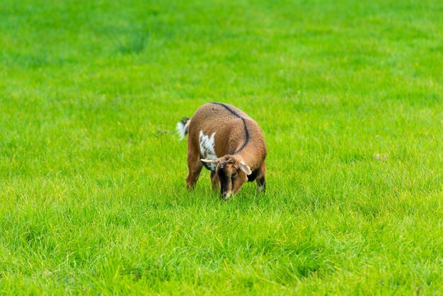 Una capra marrone che mangia erba verde in fattoria