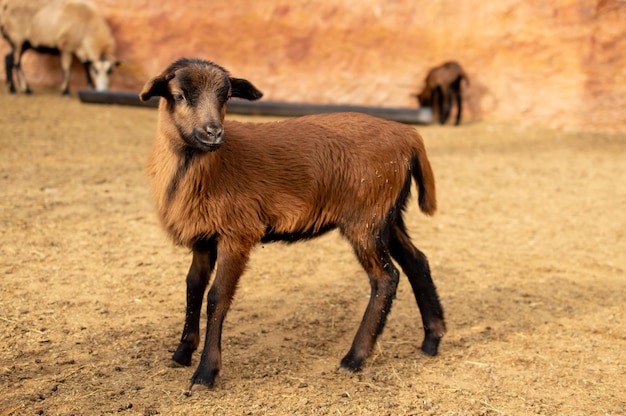 Una capra marrone con zampe nere si trova in un campo con altre pecore.