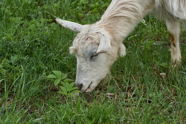 Una capra pascola in un prato