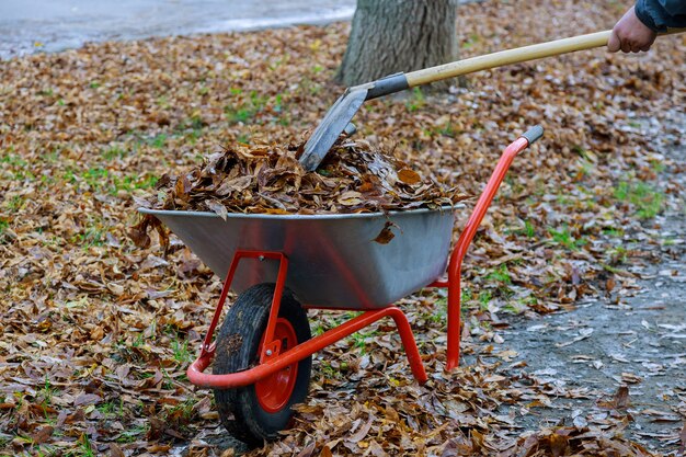 Una carriola piena di foglie d'autunno