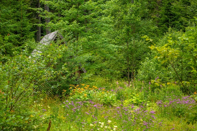 Una casa abbandonata è nascosta dietro i rami degli alberi