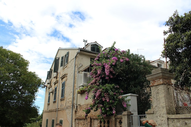 Una casa con un albero davanti