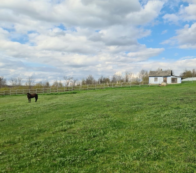 Una casa è sullo sfondo e un cavallo è in primo piano.