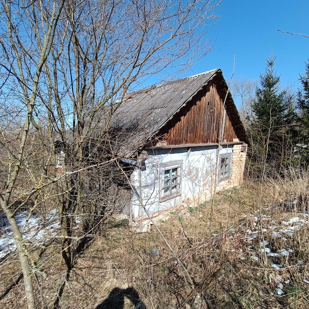 Una casa nel bosco con un albero in primo piano