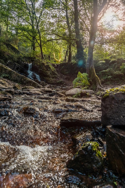 Una cascata nell'Arbre D'or nella foresta di Broceliande, una foresta mistica francese situata