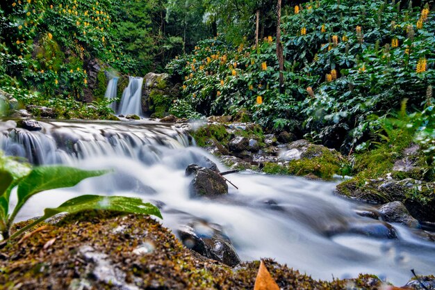 Una cascata nella foresta con un fiore giallo sul lato sinistro.