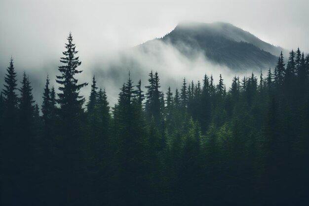 Una catena montuosa con nebbia che copre tutti gli alberi