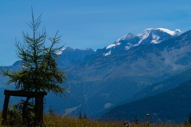 Una catena montuosa con un albero in primo piano