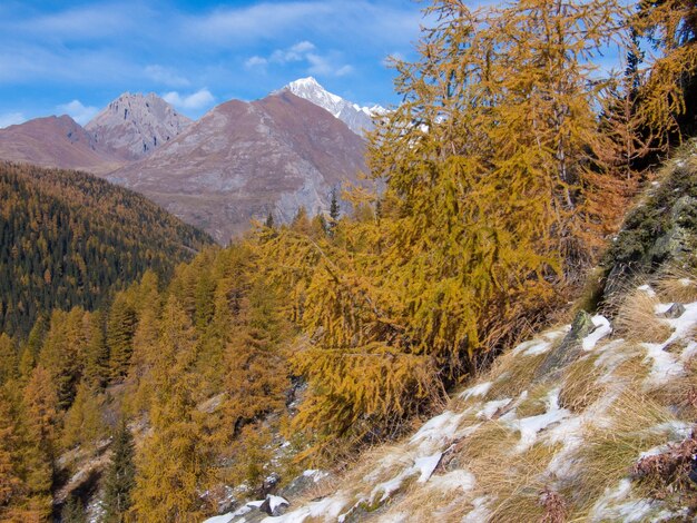 Una catena montuosa è coperta di neve e gli alberi sono coperti di foglie gialle.