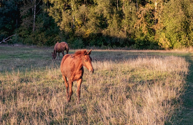 Una cavalla e un puledro pascolano insieme al tramonto in un prato Il concetto di famiglia