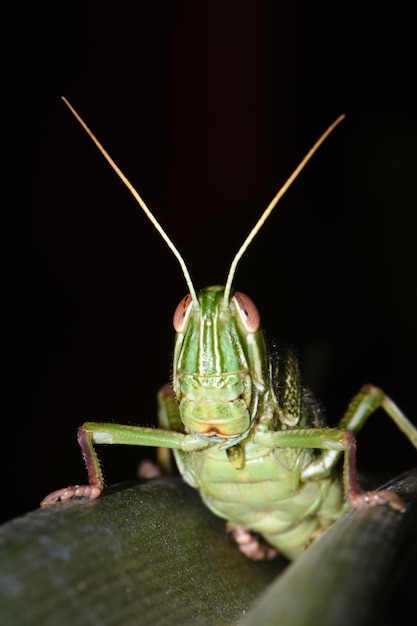 Una cavalletta gigante riposa su una foglia. Macro mondo di Bali, Indonesia.