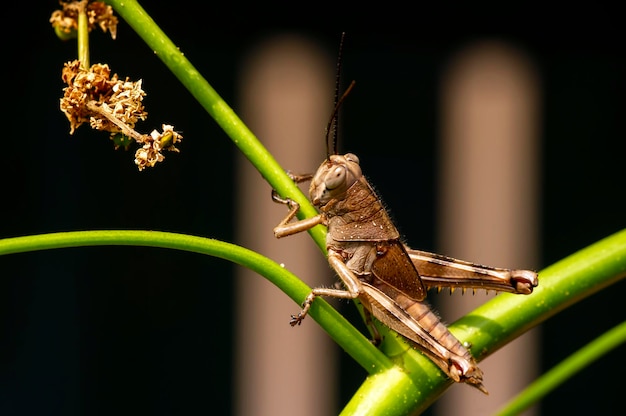 Una cavalletta marrone Valanga nigricornis su fiori di ambarella o prugna di giugno Spondias dulcis