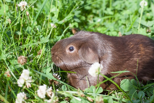 Una cavia sta mangiando il trifoglio nell'erba verde Animali domestici