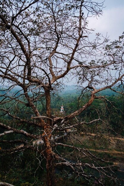 Una chiesa nascosta nella giungla sfrecciò tra i rami di un albero in secca