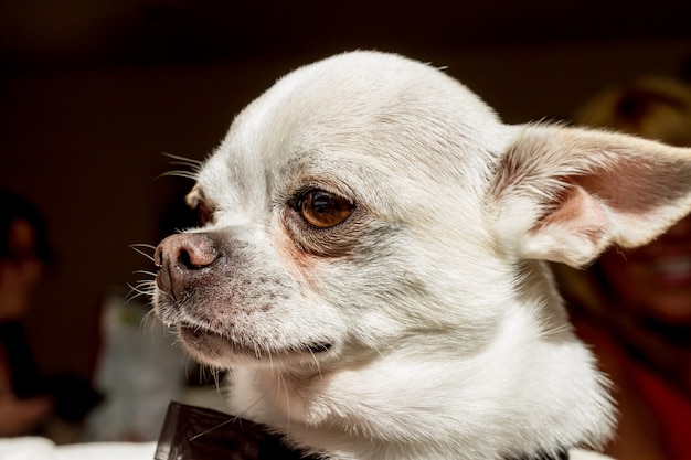 Una chihuahua in primo piano