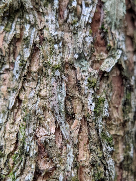 Una chiusura di una corteccia di albero con muschi e licheni.