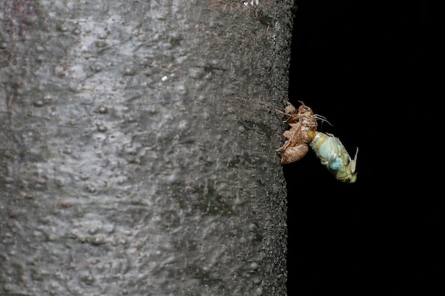 Una cicala sul pino appena prima di diventare un adulto
