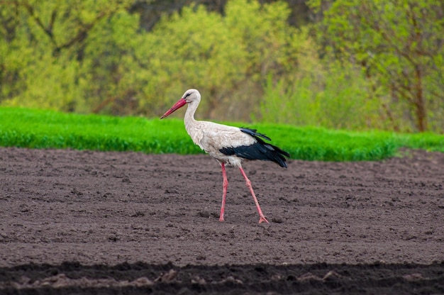 Una cicogna bianca europea adulta cammina attraverso un campo arato in cerca di cibo