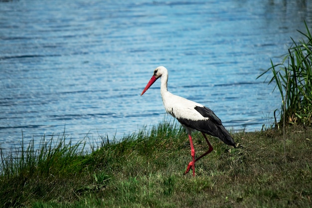 Una cicogna bianca sulla riva del fiume