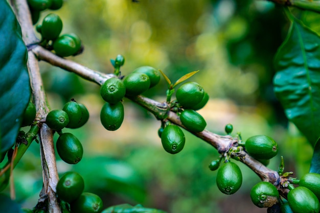 Una ciliegia di caffè dalla pianta è fonte di chicchi di caffè per creare caffè drin