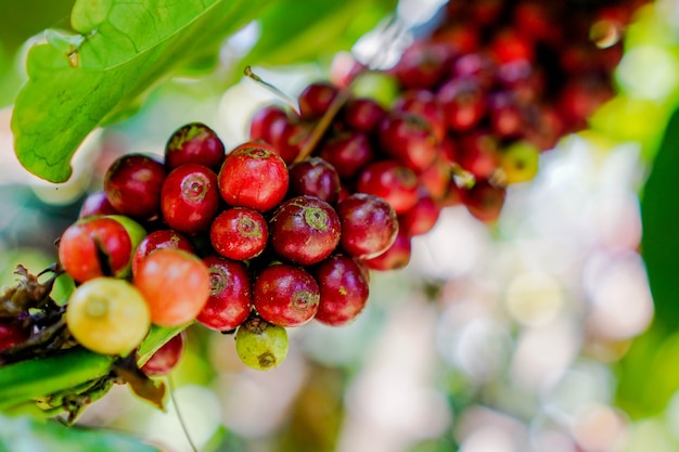 Una ciliegia di caffè dalla pianta è fonte di chicchi di caffè per creare caffè drin