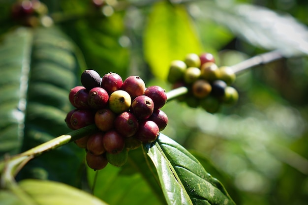 Una ciliegia di caffè dalla pianta è fonte di chicchi di caffè per creare caffè drin