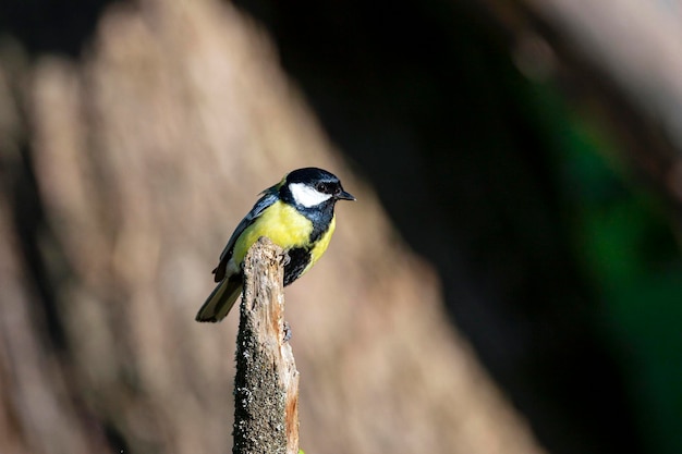 Una cinciallegra è seduta su un ramo. La cinciallegra è un uccello passeriforme della famiglia delle cince Paridae...