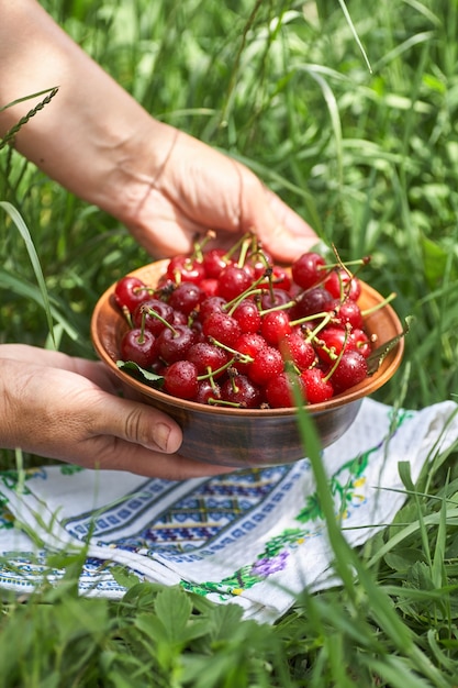 Una ciotola piena di ciliegie rosse mature dolci in piedi sull'erba verde. La donna depone una ciotola di ciliegie sull'erba