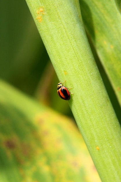 una coccinella che si rilassa su una foglia