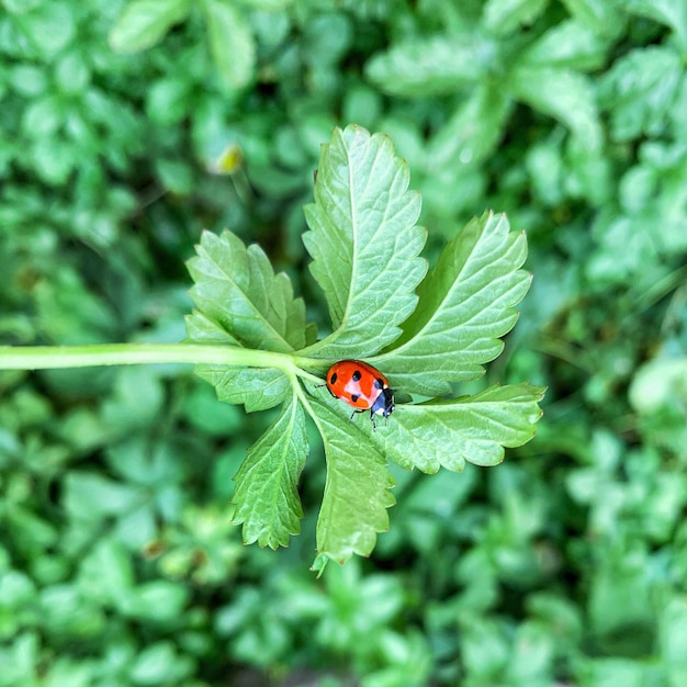 Una coccinella siede su una foglia verde di una pianta su uno sfondo di foglie verdi e si trova...